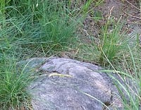 Image 3 of Roemer's Fescue : Festuca idahoensis ssp roemeri