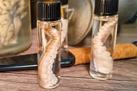 Image 2 of Preserved Octopus Tentacle Vial