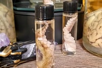 Image 3 of Preserved Octopus Tentacle Vial