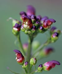 Image 1 of California Figwort : Scrophularia californica