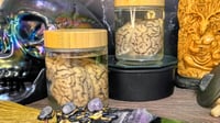 Image 3 of  Preserved Sheep Brain Jar