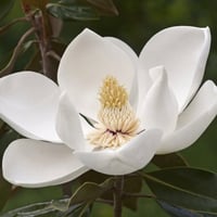 Image 3 of TTA Magnolia Necklace