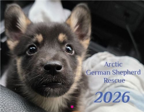 Image of 2026 Wall Calendar 