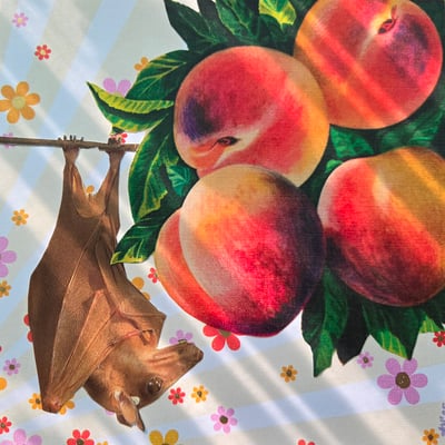 Image of Peachy Bat