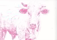 Image 1 of Cow Prints 