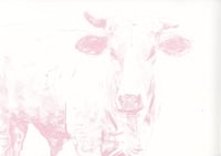 Image 2 of Cow Prints 