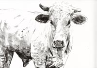 Image 3 of Cow Prints 