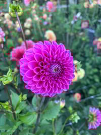 Mary’s Jomanda - Ball Type