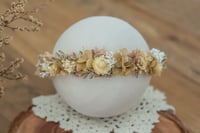 Newborn/Sitter Halo 97