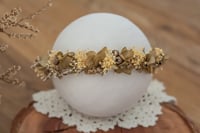 Newborn/Sitter Halo 100