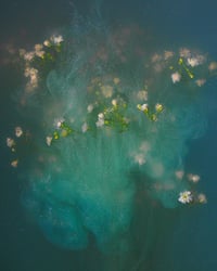 Image 1 of Gypsophila in Green Fine Art Print 