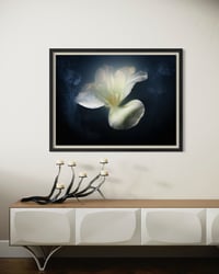 Image 2 of White Tulip in Shadow Fine Art Print
