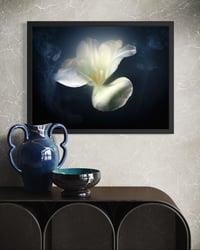 Image 4 of White Tulip in Shadow Fine Art Print