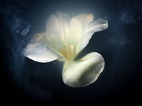 Image 1 of White Tulip in Shadow Fine Art Print
