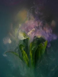 Image 1 of Alstroemeria in Lavender Fine Art print 