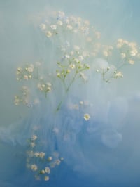 Image 1 of Gypsophila in Blue Fine Art Print