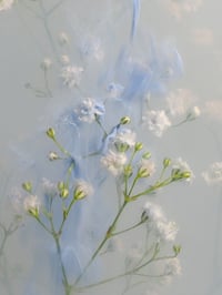 Image 1 of Gypsophila Whisper Fine Art Print 