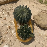 Image 2 of Faux Succulents and Planter
