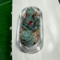 Image 2 of Clear Succulent Planter