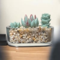 Image 3 of Clear Succulent Planter