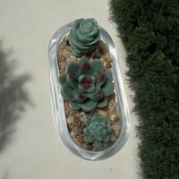 Image 4 of Clear Succulent Planter