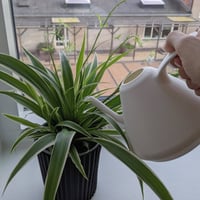 Watering can, 3D printed white, 0.75L