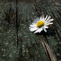 Image 1 of EARTH FRIENDS