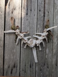 Image 1 of Forest Beasts