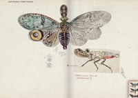 Image 9 of FEUILLES VOLANTES L’inventaire inachevé de Heinrich Buchecker - Sylvain HUGEL