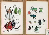 Image 11 of FEUILLES VOLANTES L’inventaire inachevé de Heinrich Buchecker - Sylvain HUGEL