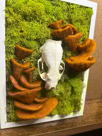 Image 2 of Mink Skull with Oyster Mushrooms