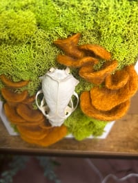 Image 3 of Mink Skull with Oyster Mushrooms