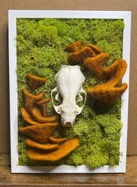 Image 1 of Mink Skull with Oyster Mushrooms