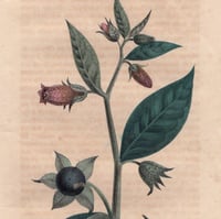 Image 5 of BELLADONA