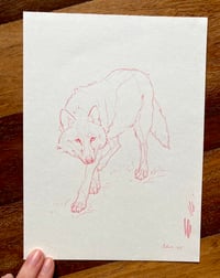 Image 2 of Lobito guapo