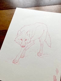 Image 3 of Lobito guapo