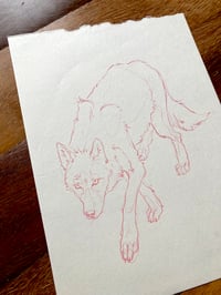 Image 3 of Lobito bueno