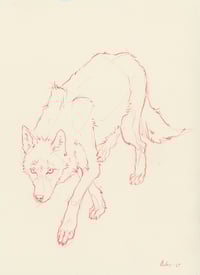Image 1 of Lobito bueno
