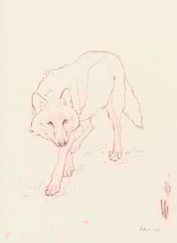 Image 1 of Lobito guapo
