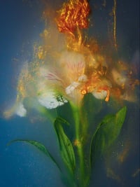 Image 1 of Alstroemeria in Gold Fine Art Print