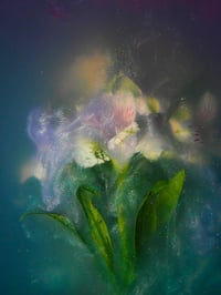 Image 1 of Alstroemeria Northern Lights Fine Art Print 
