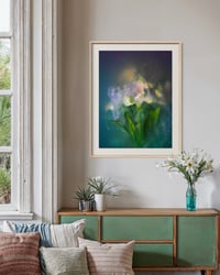 Image 2 of Alstroemeria Northern Lights Fine Art Print 