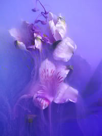 Image 1 of Alstroemeria Twilight Veil Fine Art Print