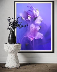 Image 5 of Alstroemeria Twilight Veil Fine Art Print