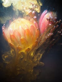 Image 1 of Protea in Gold Fine Art Print 