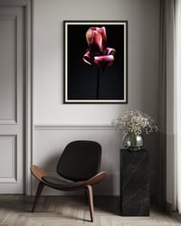 Image 3 of Tulip Nocturne Fine Art Print