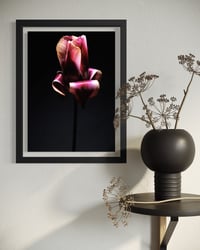 Image 5 of Tulip Nocturne Fine Art Print