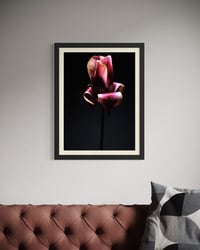 Image 2 of Tulip Nocturne Fine Art Print
