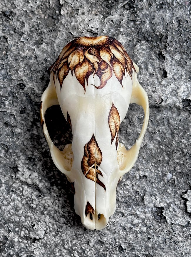 Helianthus Skull