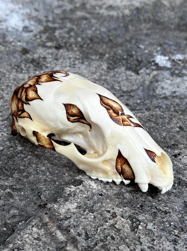 Helianthus Skull
